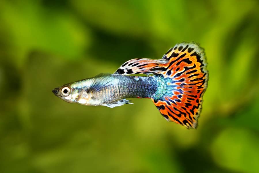 Guppy fish and exotic water lilies available 0