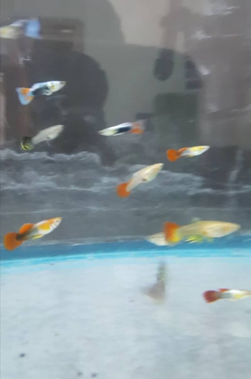 Guppy fish and exotic water lilies available 1