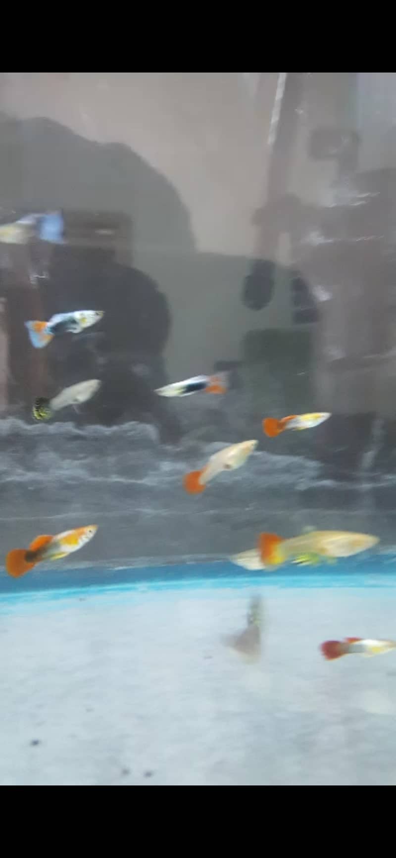 Guppy fish and exotic water lilies available 2