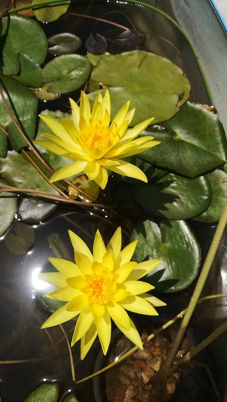 Guppy fish and exotic water lilies available 3