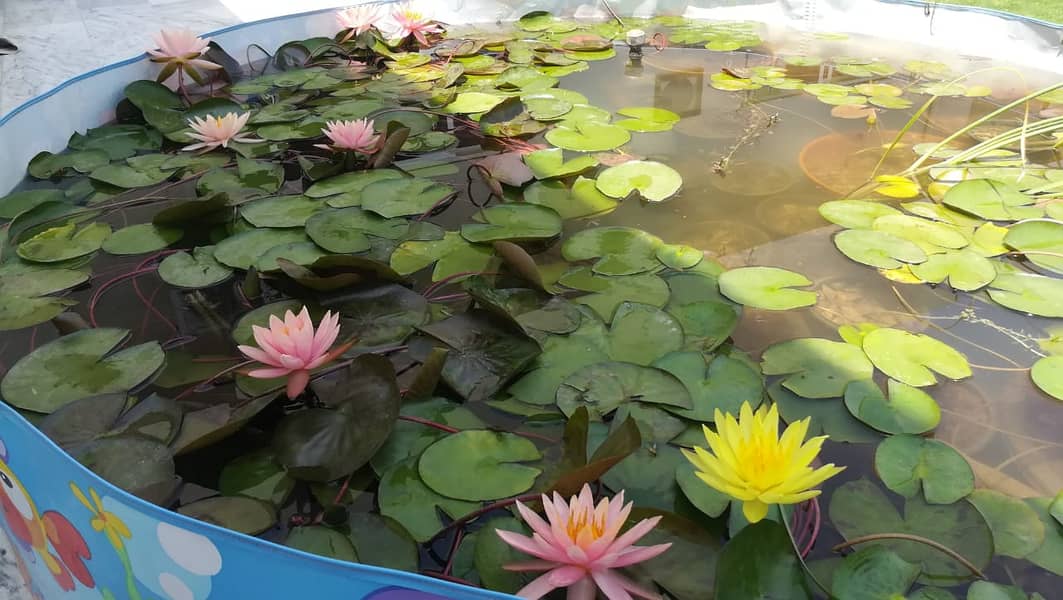 Guppy fish and exotic water lilies available 4