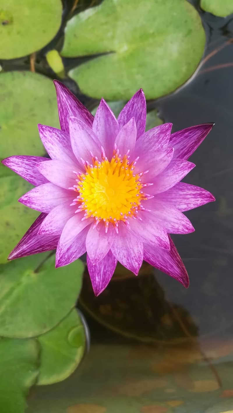 Guppy fish and exotic water lilies available 5