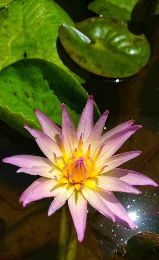 Guppy fish and exotic water lilies available 6