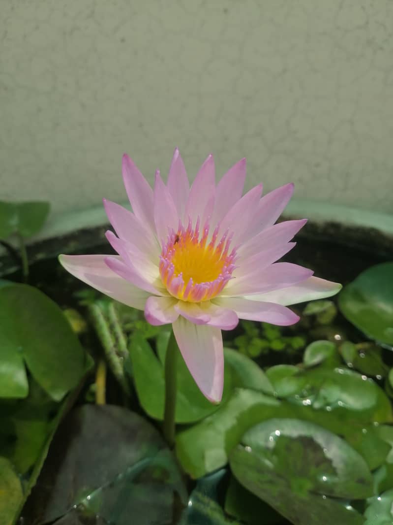 Guppy fish and exotic water lilies available 8