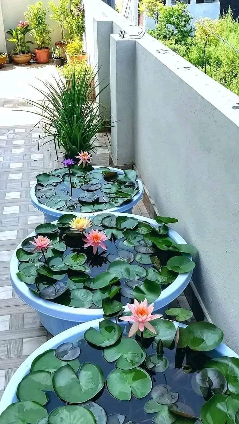 Guppy fish and exotic water lilies available 10