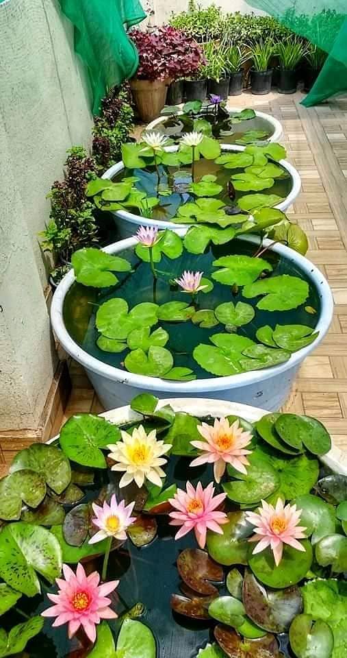 Guppy fish and exotic water lilies available 11