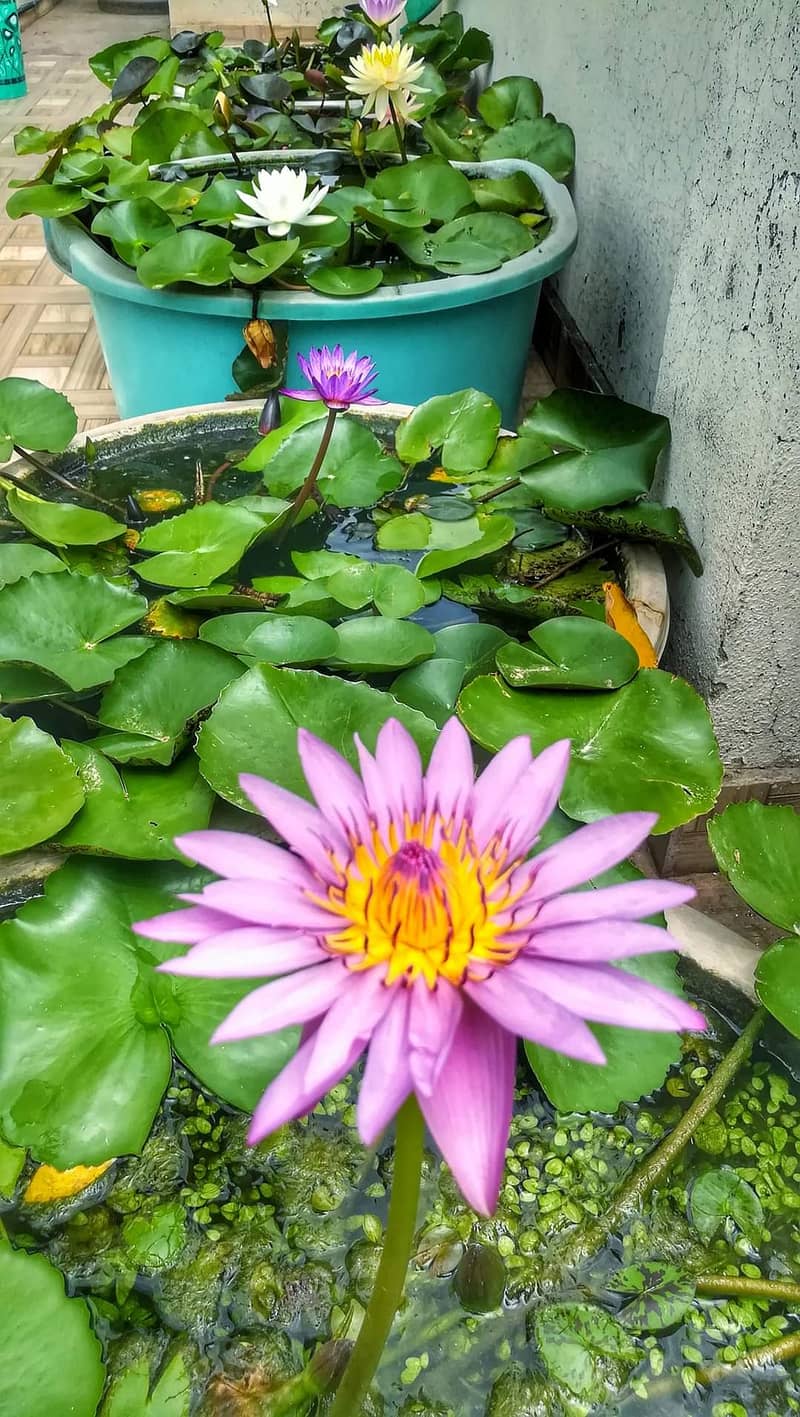 Guppy fish and exotic water lilies available 13