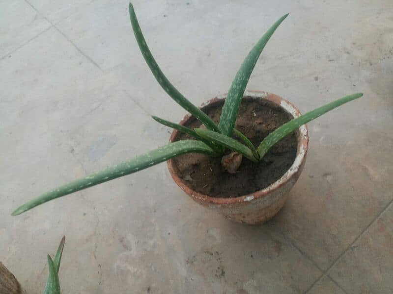 Aloe vera plants for sale. 
Available in diffrent Ages each plant 500 3