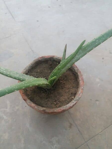 Aloe vera plants for sale. 
Available in diffrent Ages each plant 500 7