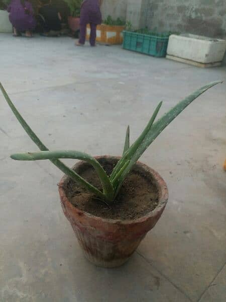 Aloe vera plants for sale. 
Available in diffrent Ages each plant 500 8