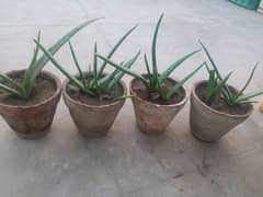 Aloe vera plants for sale. 
Available in diffrent Ages each plant 500 0