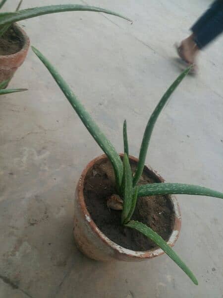 Aloe vera plants for sale. 
Available in diffrent Ages each plant 500 2