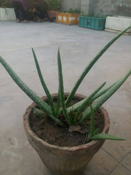 Aloe vera plants for sale. 
Available in diffrent Ages each plant 500 4