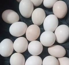 fresh and Fertile eggs
