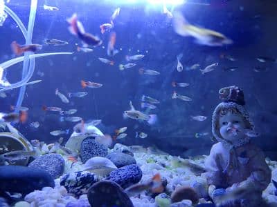 Sk Fish Club 