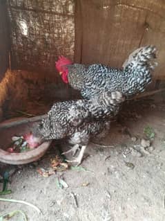 Plymouth breeder pair for sale laying eggs