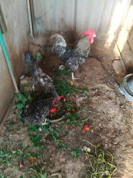 Plymouth breeder pair for sale laying eggs 1