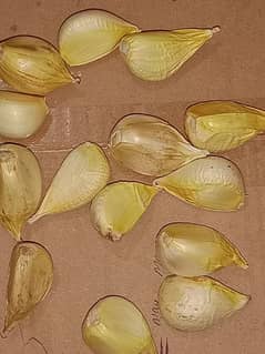 GARLIC SEED FOR SALE @ REASON ABLE PRICE 0