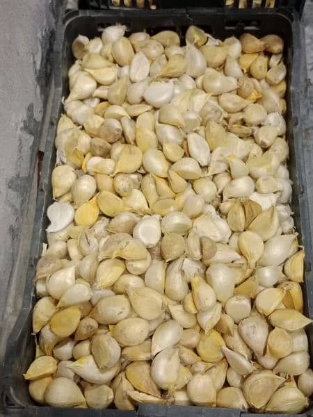 GARLIC SEED FOR SALE @ REASON ABLE PRICE 2