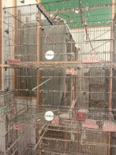 cocktail pairs and cage for sale