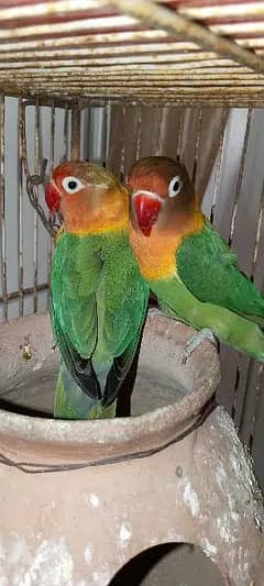 Fisher Parrots Pair