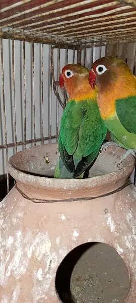 Fisher And Budgie Parrots Pair 1