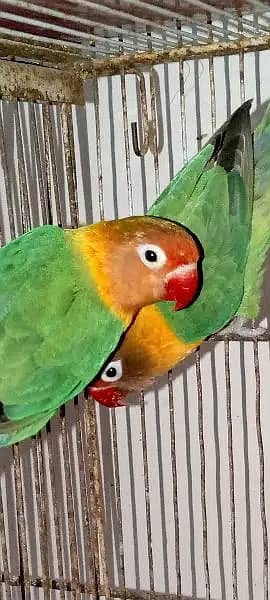 Fisher And Budgie Parrots Pair 2