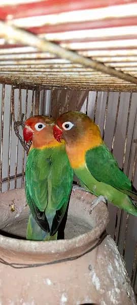 Fisher And Budgie Parrots Pair 3