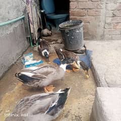 15 month ducks. . . call only Whatsapp