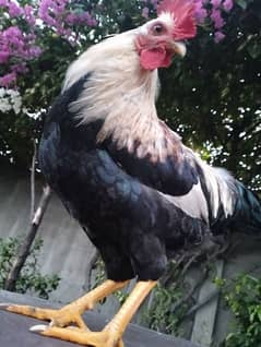 Cock/ Rooster looking new HOME