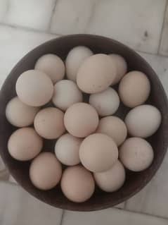 Heavy White Buff Eggs 100%fertile & Golden Misri Eggs 100℅Fertile