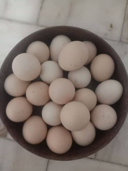 White heavy buff eggs