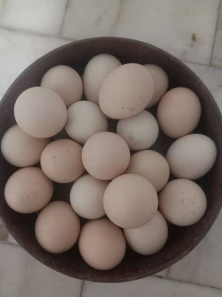 Heavy White Buff Eggs 100%fertile & Golden Misri Eggs 100℅Fertile 1