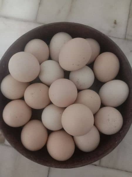 Heavy White buff 100% fertile eggs & Golden Misri 100% fertile eggs 1