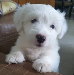 Maltese/ terrier dog/ irish glen