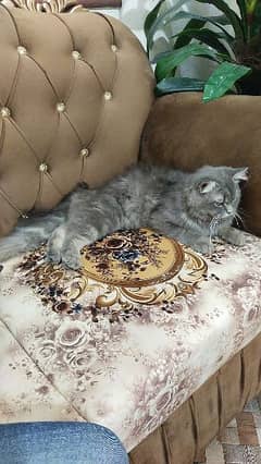 Persian catt 0