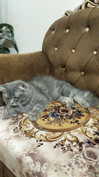 Persian catt 1