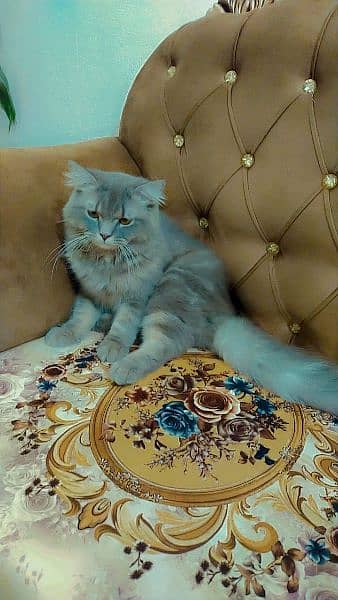 Persian catt 2
