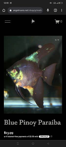 Paraiba Fish