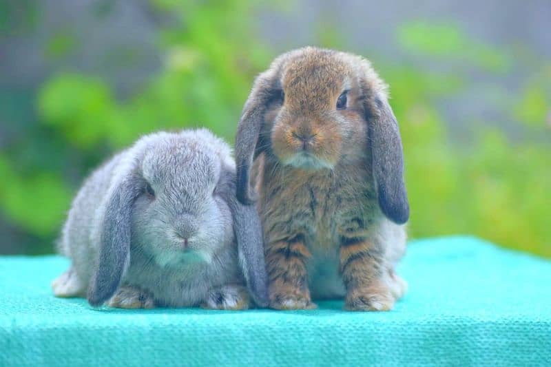 CASH ON DELIVERY Holland Lop Rabbits 1