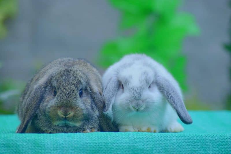 CASH ON DELIVERY Holland Lop Rabbits 2