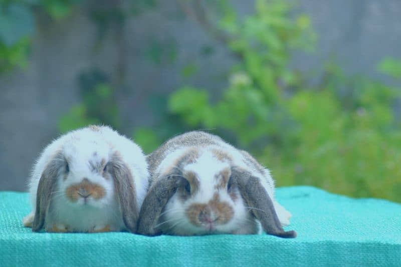 CASH ON DELIVERY Holland Lop Rabbits 3