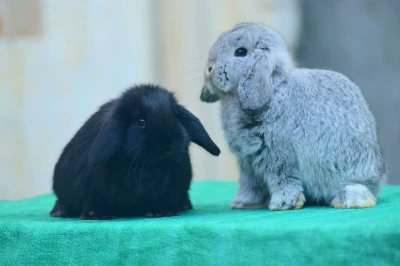 CASH ON DELIVERY Holland Lop Rabbits 4