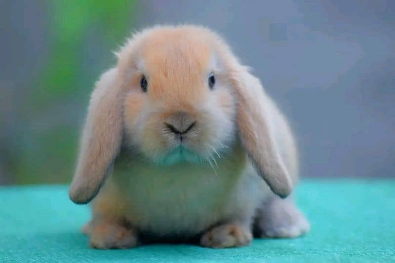 CASH ON DELIVERY Holland Lop Rabbits 5