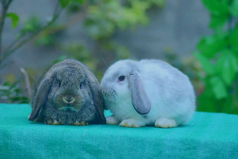 CASH ON DELIVERY Holland Lop Rabbits - Rabbits - 1077421015