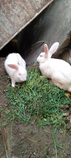 Red eyes and black eyes rabbit for sale