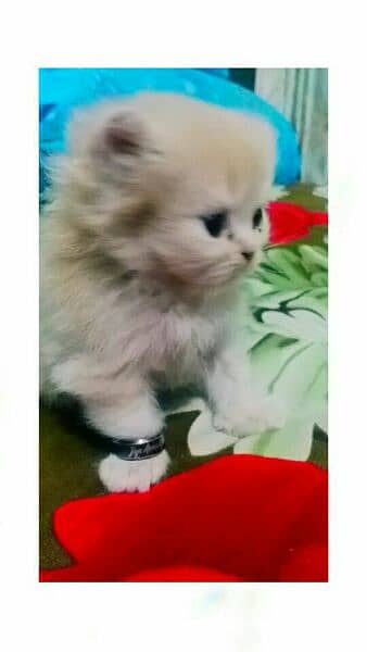 Classic persian punch face , potty train cat , triple coat persian cat 4