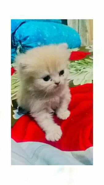 Classic persian punch face , potty train cat , triple coat persian cat 7