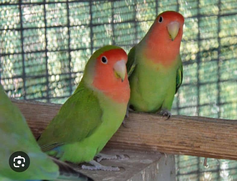Lutino and lovebirds Parrots 1077524775