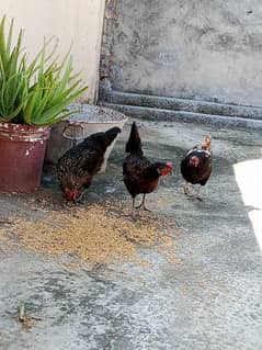 3 hens for sale